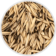 avena sativa extract