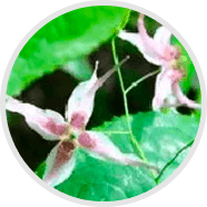 epimedium sagittatum